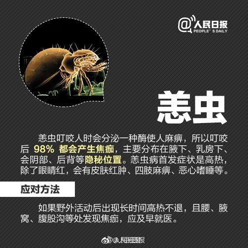人极易遭到叮咬感染多种疾病夏季蚊虫活跃遭遇隐翅虫的经历不少网友
