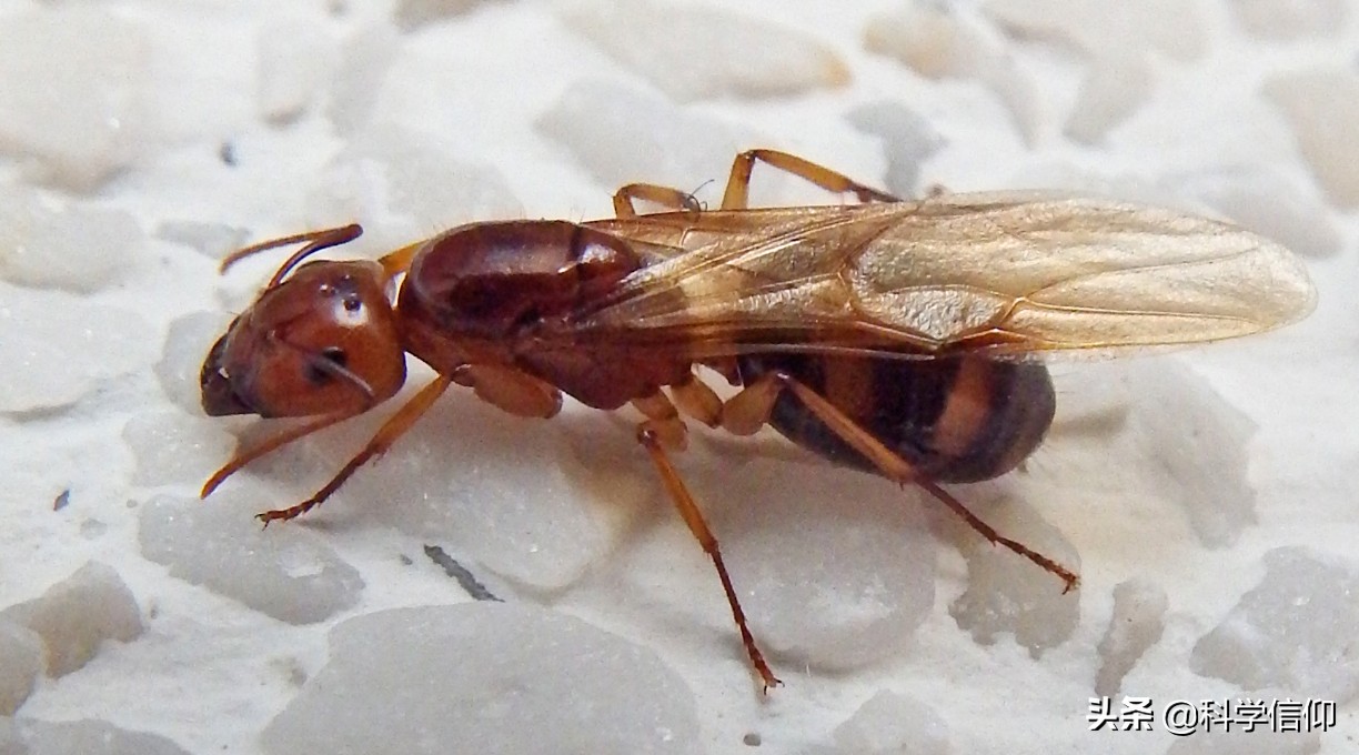 蚂蚁三部曲内容介绍 贝尔纳韦尔贝尔作品评价