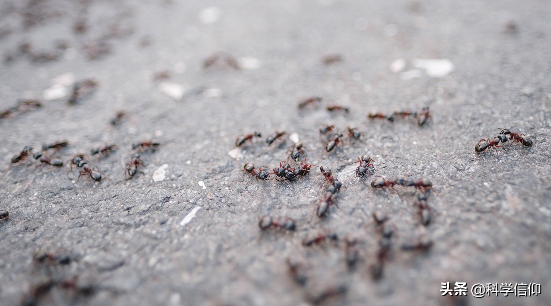 蚂蚁、猫与人类的未来 ——谈贝尔纳·韦尔贝尔和他...