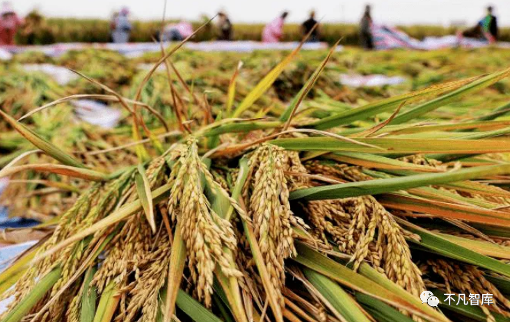 最新小麦消息 fce1-f31f6ae3cb05144e8474c00c2d1f33c2.png