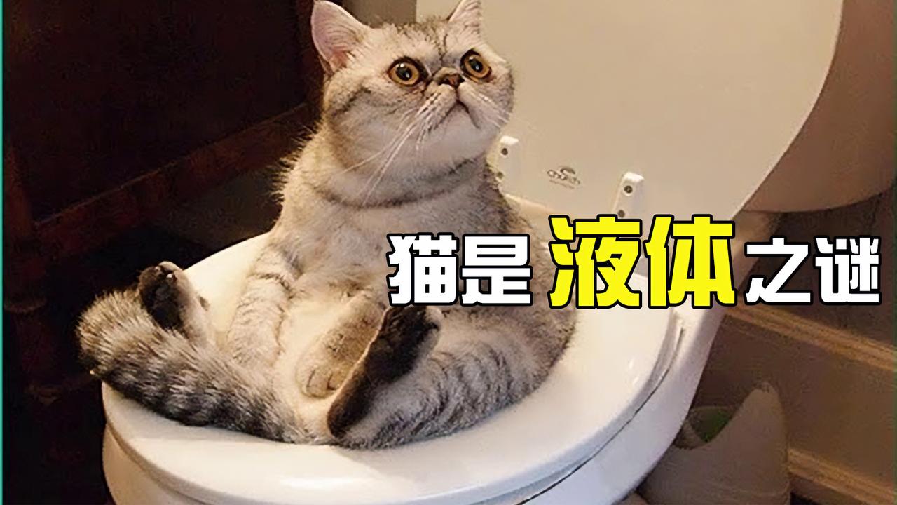 猫咪“面壁”之谜！找到猫咪“液化”的铁证，古怪行为的科学解释