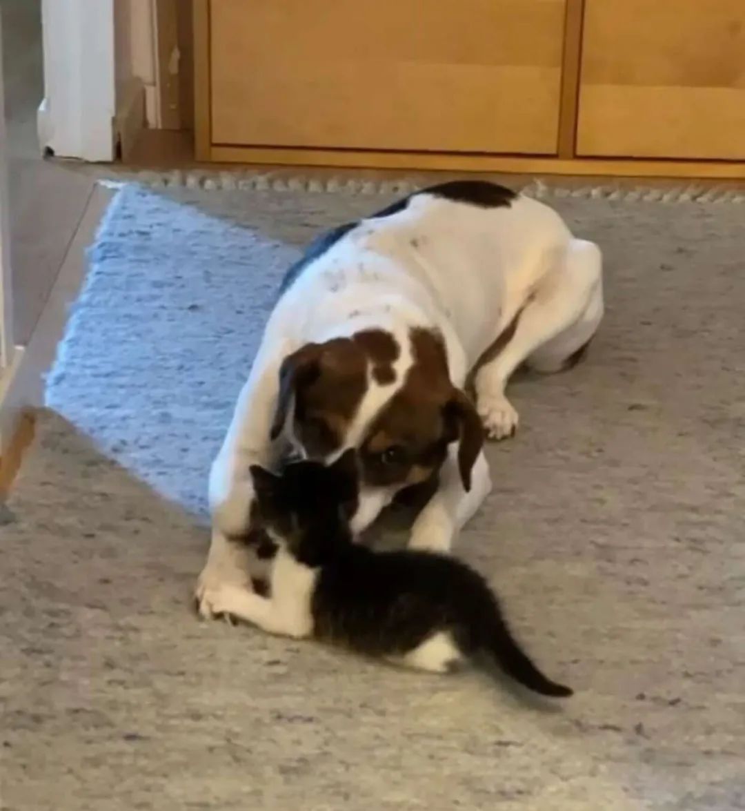 刚失去好友的悲伤狗狗,在遇到一只流浪小猫后...休闲区蓝鸢梦想 - Www.slyday.coM 刚失去好友的悲伤狗狗,在遇到一只流浪小猫后...休闲区蓝鸢梦想 - Www.slyday.coM