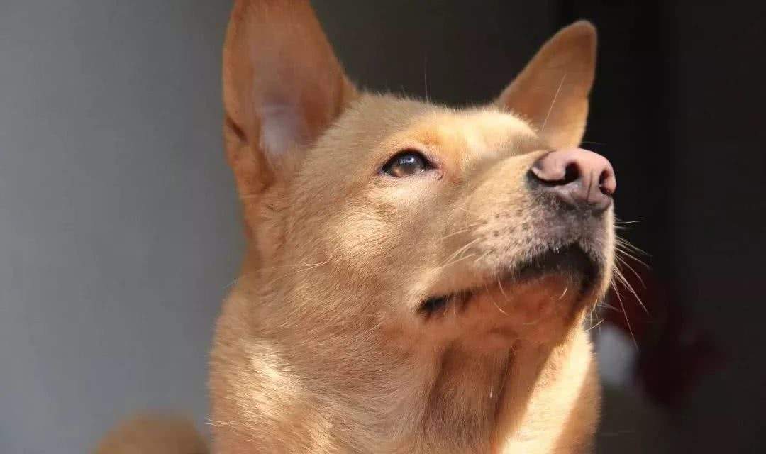 为什么说“中华田园犬”是最不值钱的狗?休闲区蓝鸢梦想 - Www.slyday.coM 为什么说“中华田园犬”是最不值钱的狗?休闲区蓝鸢梦想 - Www.slyday.coM