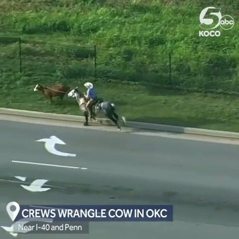俄克拉荷马城，一只奶牛失控地冲上马路……