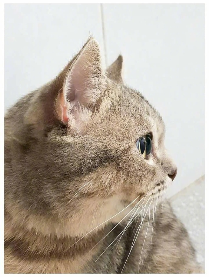 夜里叫的到底是公猫还是母猫，为什么叫像婴儿哭，还那...