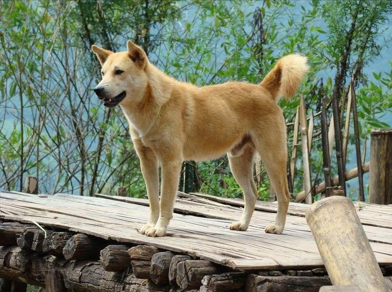 为什么说“中华田园犬”是最不值钱的狗？