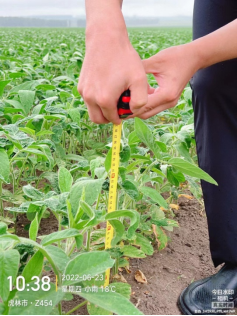 如何种植大豆 ff27-c042c581a5f3ea2c942517775c802f18.png