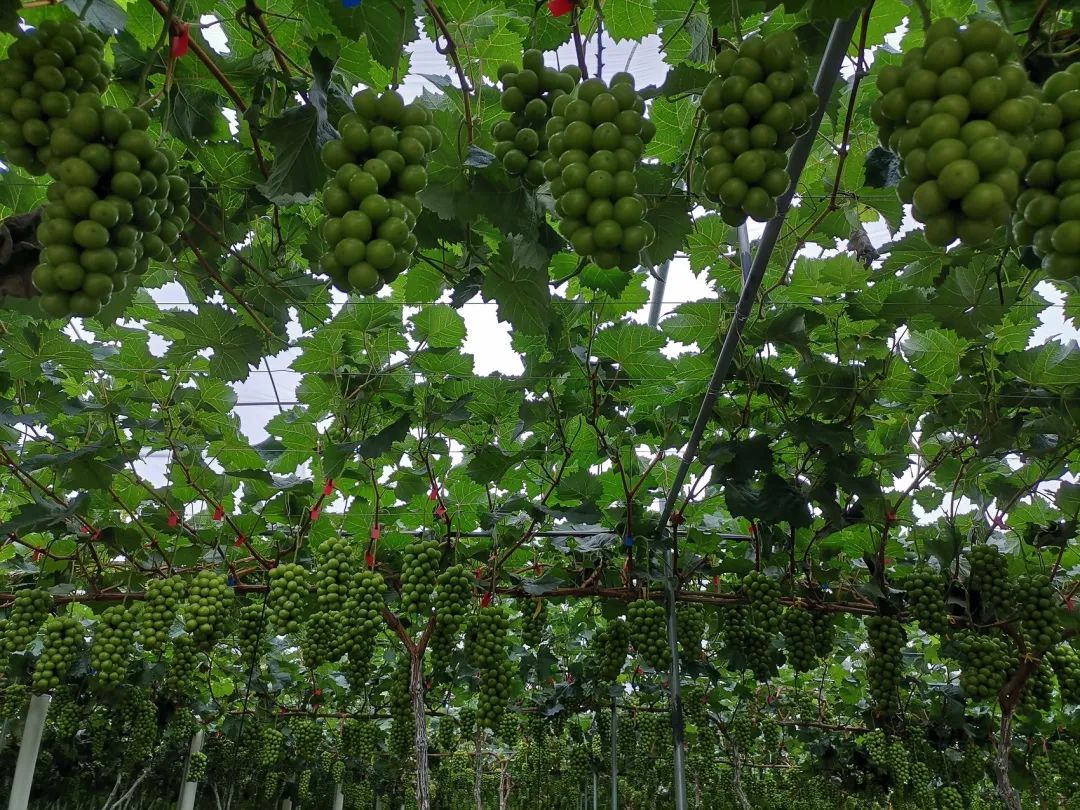 从“靠天吃饭”到“逆天改命”,四川竟然在种植葡萄的考试中当上了优等生!休闲区蓝鸢梦想 - Www.slyday.coM 从“靠天吃饭”到“逆天改命”,四川竟然在种植葡萄的考试中当上了优等生!休闲区蓝鸢梦想 - Www.slyday.coM
