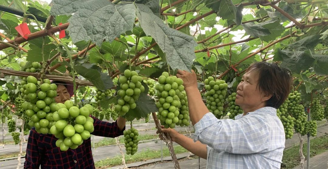 从“靠天吃饭”到“逆天改命”,四川竟然在种植葡萄的考试中当上了优等生!休闲区蓝鸢梦想 - Www.slyday.coM 从“靠天吃饭”到“逆天改命”,四川竟然在种植葡萄的考试中当上了优等生!休闲区蓝鸢梦想 - Www.slyday.coM