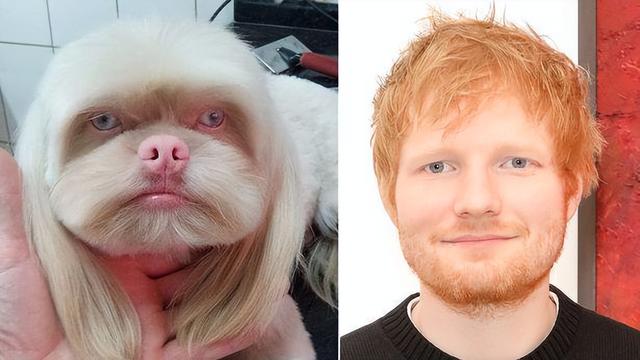 狗狗天生人面相,既像英国歌手艾德·希兰,又像有故事的拷问者休闲区蓝鸢梦想 - Www.slyday.coM 狗狗天生人面相,既像英国歌手艾德·希兰,又像有故事的拷问者休闲区蓝鸢梦想 - Www.slyday.coM