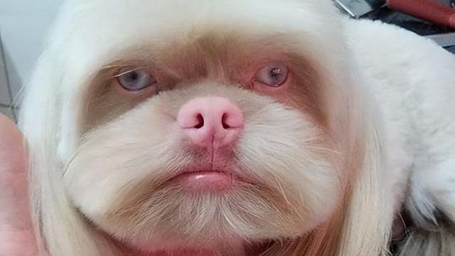 狗狗天生人面相,既像英国歌手艾德·希兰,又像有故事的拷问者休闲区蓝鸢梦想 - Www.slyday.coM 狗狗天生人面相,既像英国歌手艾德·希兰,又像有故事的拷问者休闲区蓝鸢梦想 - Www.slyday.coM