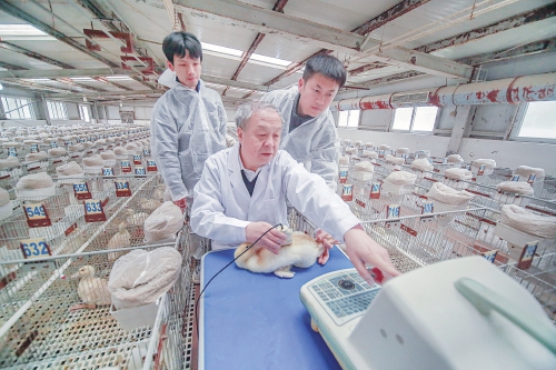 中国工程院院士侯水生(中)指导技术员使用b超仪测定种鸭活体指标.