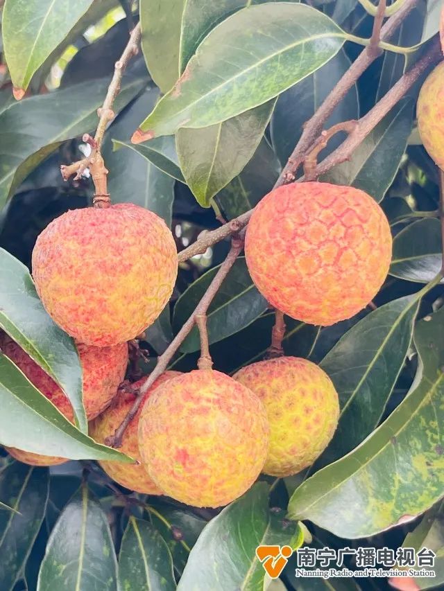 这个品种的荔枝你吃过吗?南宁也有了!休闲区蓝鸢梦想 - Www.slyday.coM 这个品种的荔枝你吃过吗?南宁也有了!休闲区蓝鸢梦想 - Www.slyday.coM