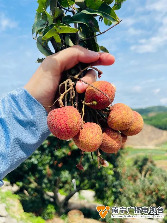 这个品种的荔枝你吃过吗?南宁也有了!休闲区蓝鸢梦想 - Www.slyday.coM 这个品种的荔枝你吃过吗?南宁也有了!休闲区蓝鸢梦想 - Www.slyday.coM