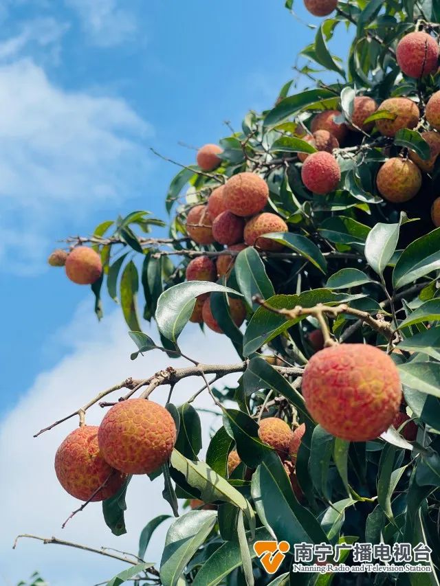 这个品种的荔枝你吃过吗?南宁也有了!休闲区蓝鸢梦想 - Www.slyday.coM 这个品种的荔枝你吃过吗?南宁也有了!休闲区蓝鸢梦想 - Www.slyday.coM