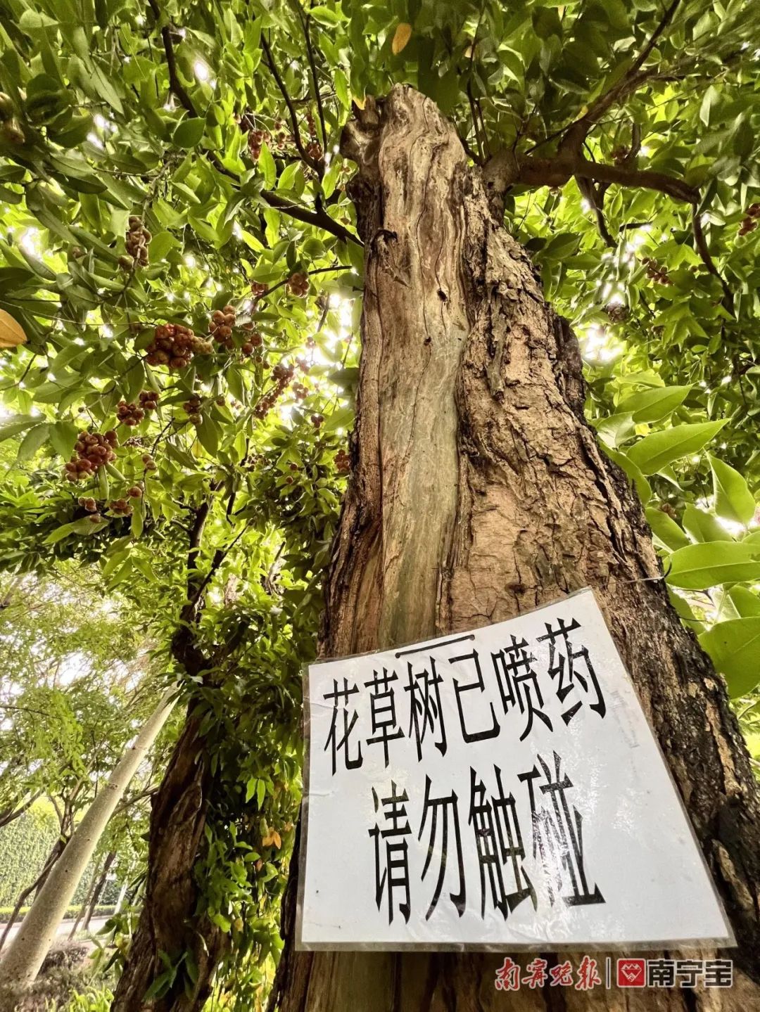 诱人!南宁路边的水果熟了,来看看有没有你爱的休闲区蓝鸢梦想 - Www.slyday.coM 诱人!南宁路边的水果熟了,来看看有没有你爱的休闲区蓝鸢梦想 - Www.slyday.coM