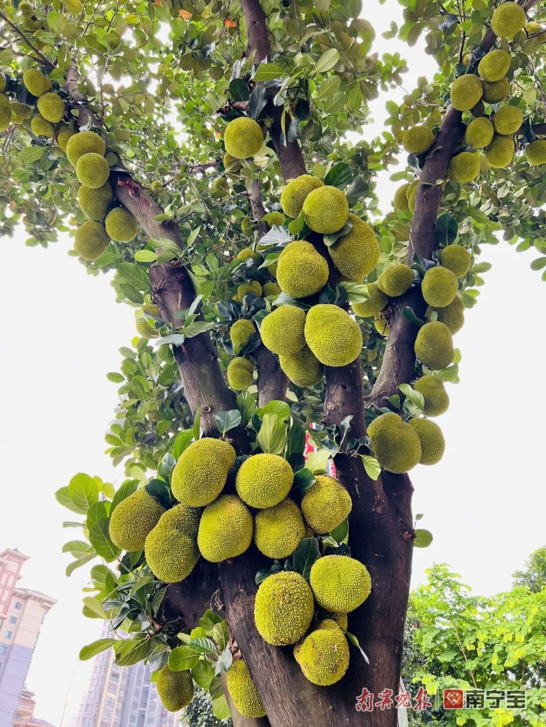 诱人!南宁路边的水果熟了,来看看有没有你爱的休闲区蓝鸢梦想 - Www.slyday.coM 诱人!南宁路边的水果熟了,来看看有没有你爱的休闲区蓝鸢梦想 - Www.slyday.coM