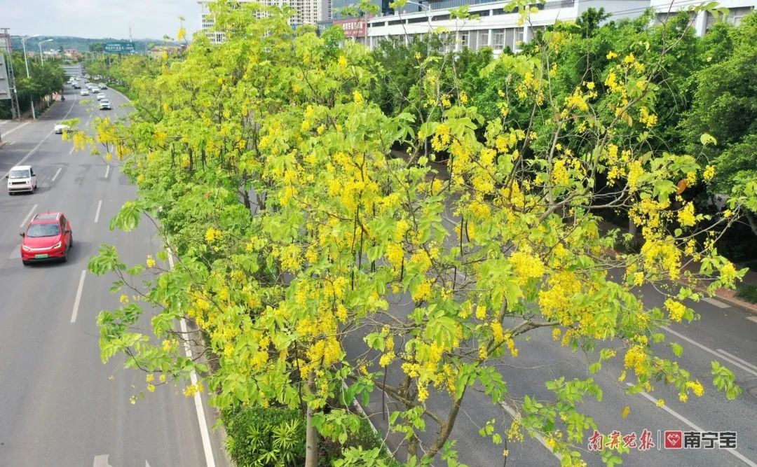 诱人!南宁路边的水果熟了,来看看有没有你爱的休闲区蓝鸢梦想 - Www.slyday.coM 诱人!南宁路边的水果熟了,来看看有没有你爱的休闲区蓝鸢梦想 - Www.slyday.coM
