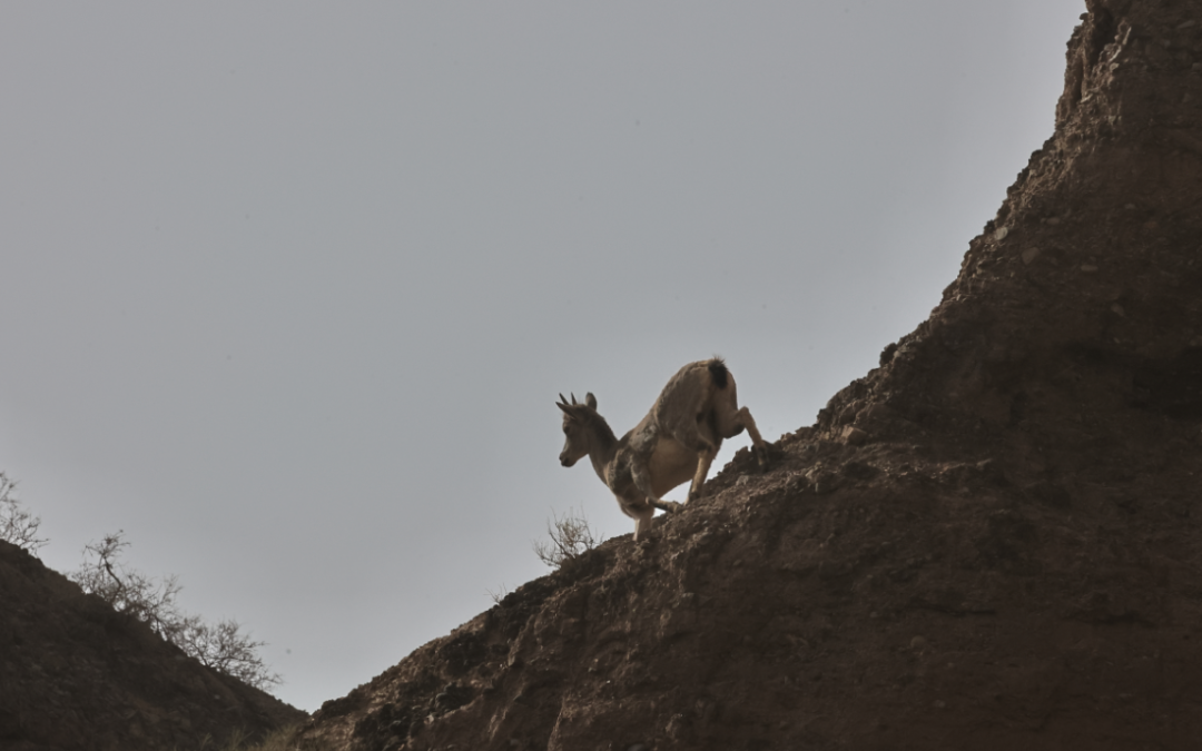 兔狲的家乡也太旱了,蛇都被晒成了干儿!休闲区蓝鸢梦想 - Www.slyday.coM 兔狲的家乡也太旱了,蛇都被晒成了干儿!休闲区蓝鸢梦想 - Www.slyday.coM