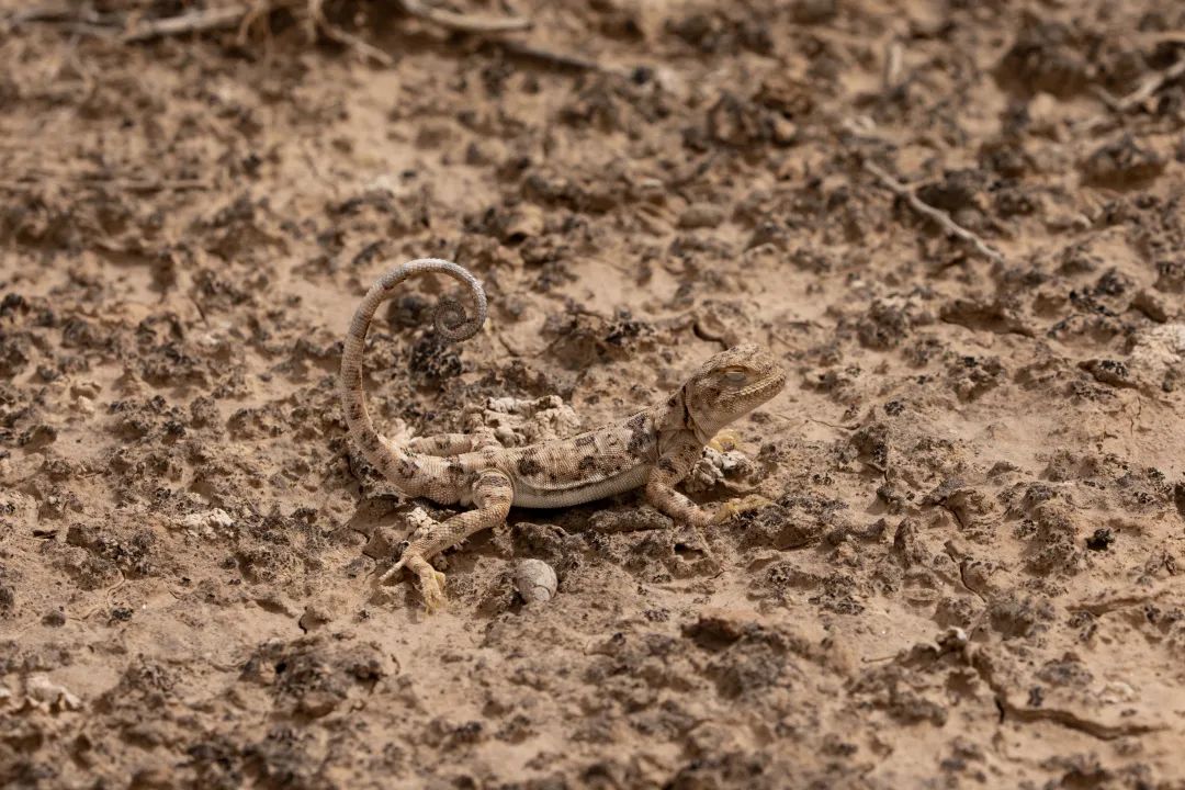 兔狲的家乡也太旱了,蛇都被晒成了干儿!休闲区蓝鸢梦想 - Www.slyday.coM 兔狲的家乡也太旱了,蛇都被晒成了干儿!休闲区蓝鸢梦想 - Www.slyday.coM