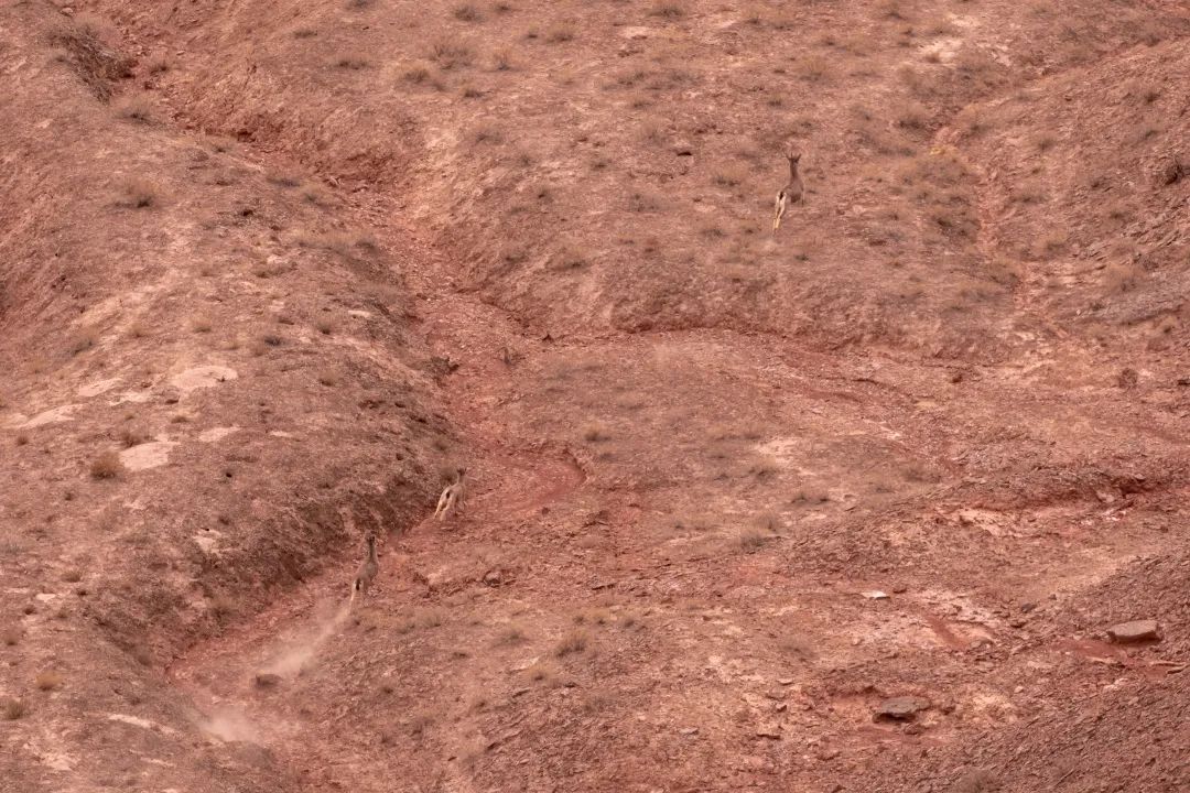 兔狲的家乡也太旱了,蛇都被晒成了干儿!休闲区蓝鸢梦想 - Www.slyday.coM 兔狲的家乡也太旱了,蛇都被晒成了干儿!休闲区蓝鸢梦想 - Www.slyday.coM