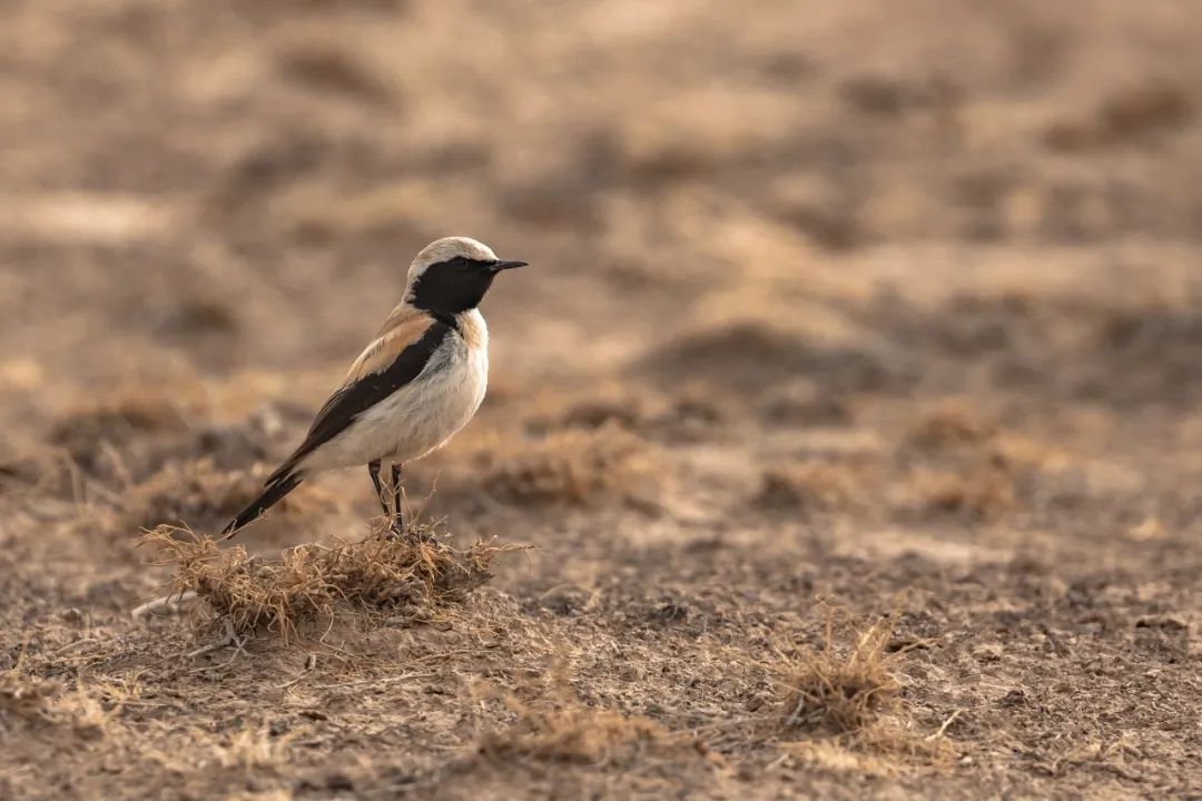 兔狲的家乡也太旱了,蛇都被晒成了干儿!休闲区蓝鸢梦想 - Www.slyday.coM 兔狲的家乡也太旱了,蛇都被晒成了干儿!休闲区蓝鸢梦想 - Www.slyday.coM