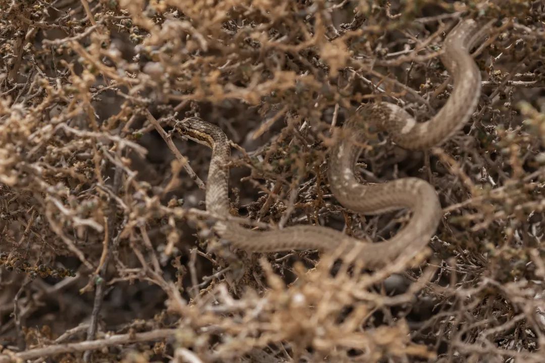 兔狲的家乡也太旱了,蛇都被晒成了干儿!休闲区蓝鸢梦想 - Www.slyday.coM 兔狲的家乡也太旱了,蛇都被晒成了干儿!休闲区蓝鸢梦想 - Www.slyday.coM