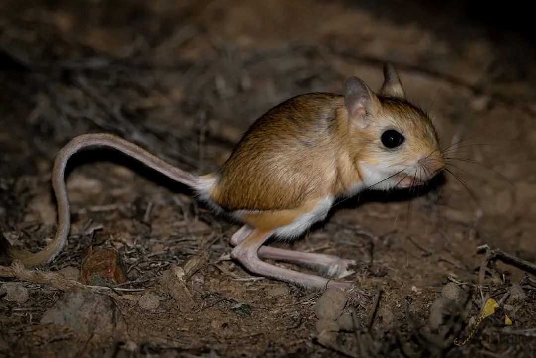 兔狲的家乡也太旱了,蛇都被晒成了干儿!休闲区蓝鸢梦想 - Www.slyday.coM 兔狲的家乡也太旱了,蛇都被晒成了干儿!休闲区蓝鸢梦想 - Www.slyday.coM
