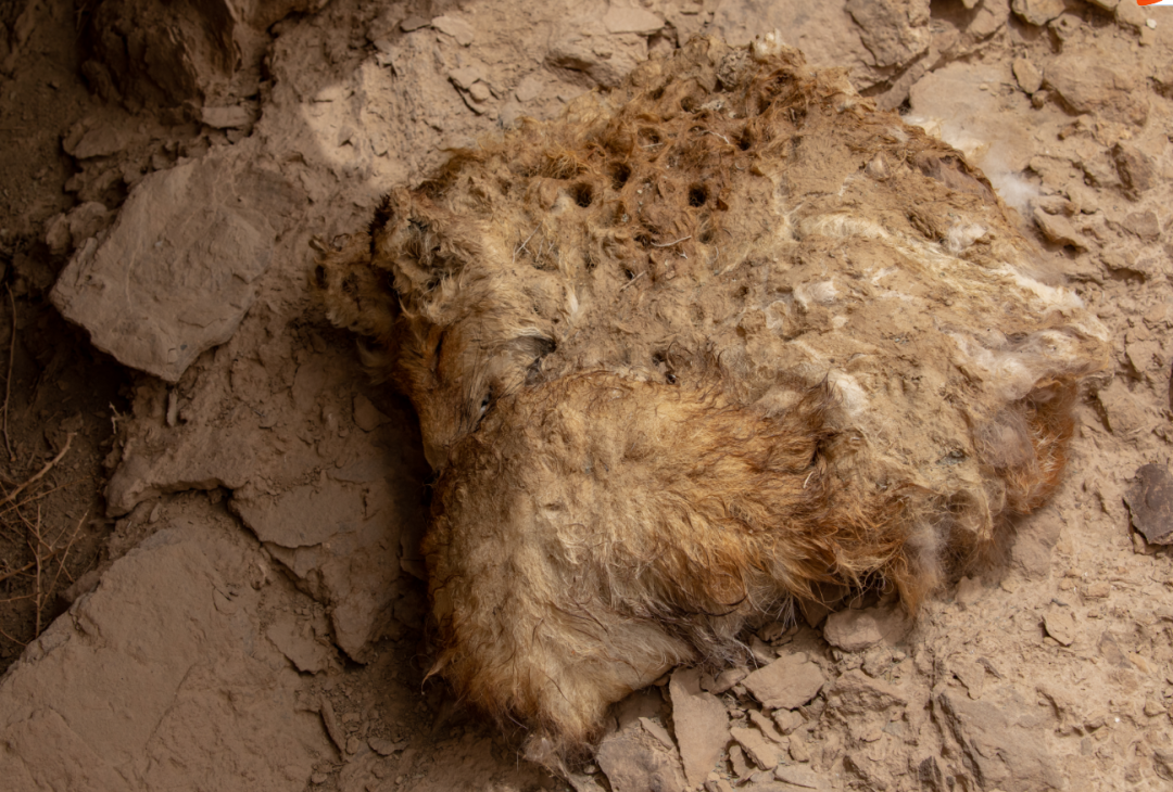 兔狲的家乡也太旱了,蛇都被晒成了干儿!休闲区蓝鸢梦想 - Www.slyday.coM 兔狲的家乡也太旱了,蛇都被晒成了干儿!休闲区蓝鸢梦想 - Www.slyday.coM