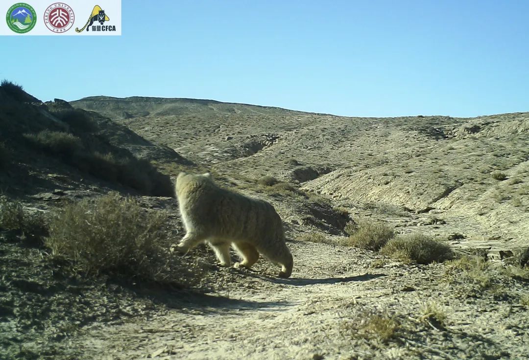兔狲的家乡也太旱了,蛇都被晒成了干儿!休闲区蓝鸢梦想 - Www.slyday.coM 兔狲的家乡也太旱了,蛇都被晒成了干儿!休闲区蓝鸢梦想 - Www.slyday.coM