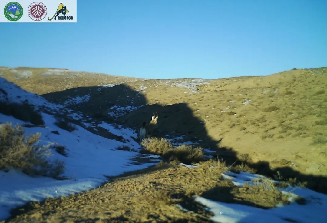 兔狲的家乡也太旱了,蛇都被晒成了干儿!休闲区蓝鸢梦想 - Www.slyday.coM 兔狲的家乡也太旱了,蛇都被晒成了干儿!休闲区蓝鸢梦想 - Www.slyday.coM