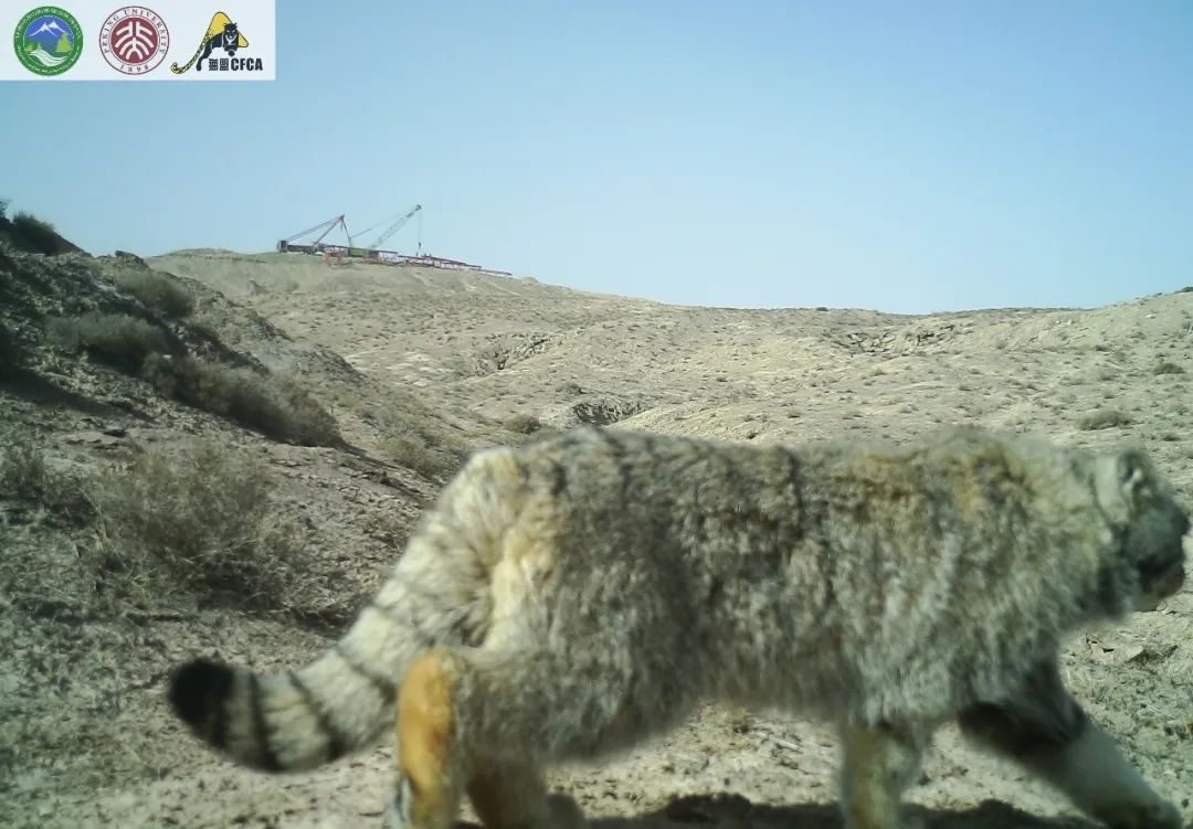 兔狲的家乡也太旱了,蛇都被晒成了干儿!休闲区蓝鸢梦想 - Www.slyday.coM 兔狲的家乡也太旱了,蛇都被晒成了干儿!休闲区蓝鸢梦想 - Www.slyday.coM