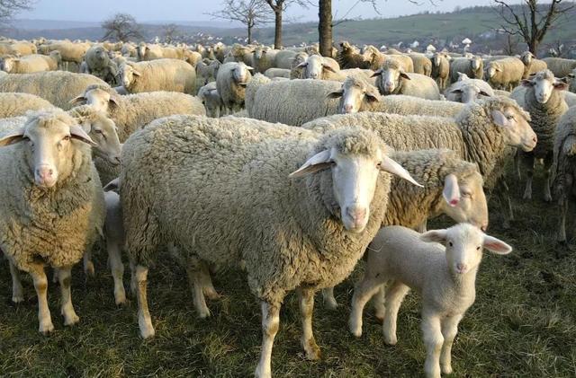 7月1日猪价“骤变”,羊价起飞,玉米、蛋价一地鸡毛,发生了啥?休闲区蓝鸢梦想 - Www.slyday.coM 7月1日猪价“骤变”,羊价起飞,玉米、蛋价一地鸡毛,发生了啥?休闲区蓝鸢梦想 - Www.slyday.coM