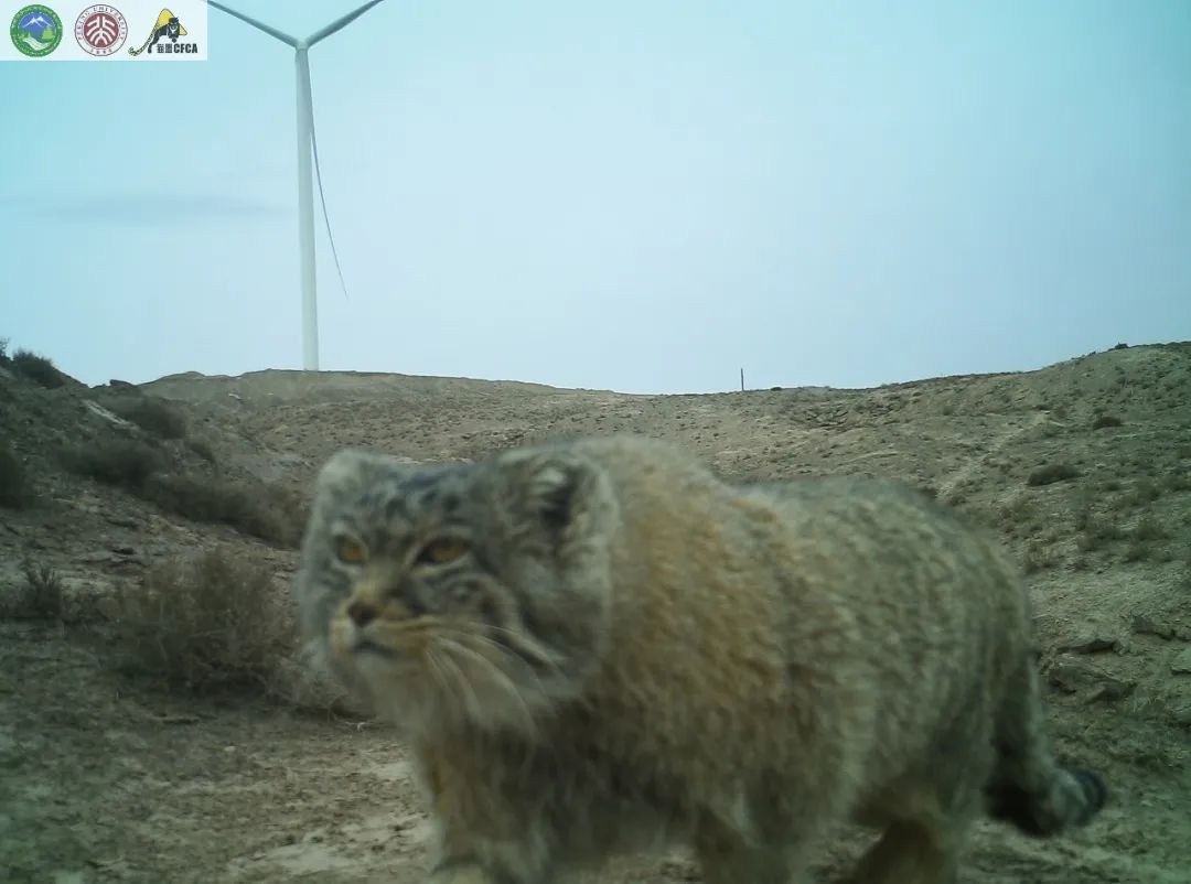 兔狲的家乡也太旱了,蛇都被晒成了干儿!休闲区蓝鸢梦想 - Www.slyday.coM 兔狲的家乡也太旱了,蛇都被晒成了干儿!休闲区蓝鸢梦想 - Www.slyday.coM