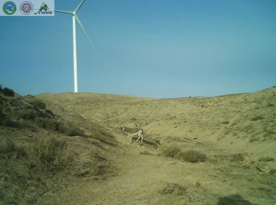 兔狲的家乡也太旱了,蛇都被晒成了干儿!休闲区蓝鸢梦想 - Www.slyday.coM 兔狲的家乡也太旱了,蛇都被晒成了干儿!休闲区蓝鸢梦想 - Www.slyday.coM