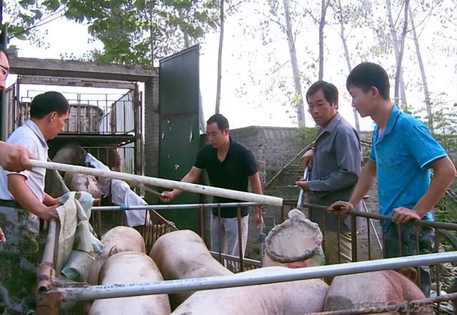 7月1日猪价“骤变”,羊价起飞,玉米、蛋价一地鸡毛,发生了啥?休闲区蓝鸢梦想 - Www.slyday.coM 7月1日猪价“骤变”,羊价起飞,玉米、蛋价一地鸡毛,发生了啥?休闲区蓝鸢梦想 - Www.slyday.coM