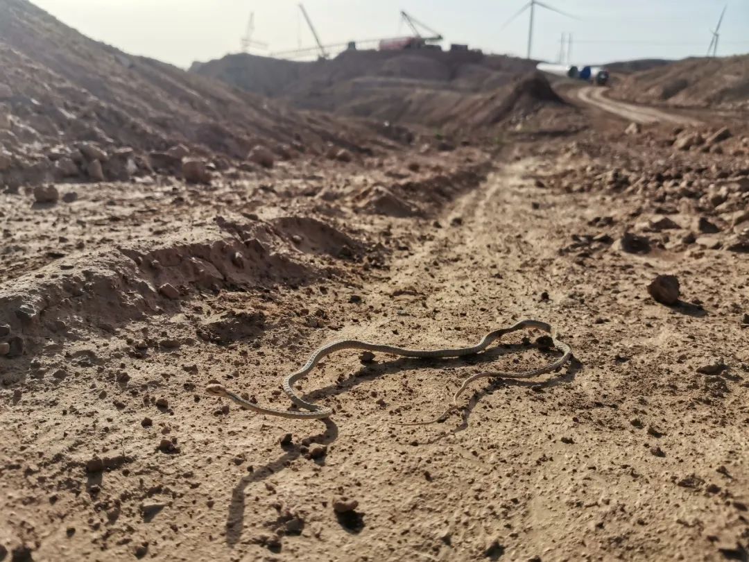 兔狲的家乡也太旱了,蛇都被晒成了干儿!休闲区蓝鸢梦想 - Www.slyday.coM 兔狲的家乡也太旱了,蛇都被晒成了干儿!休闲区蓝鸢梦想 - Www.slyday.coM