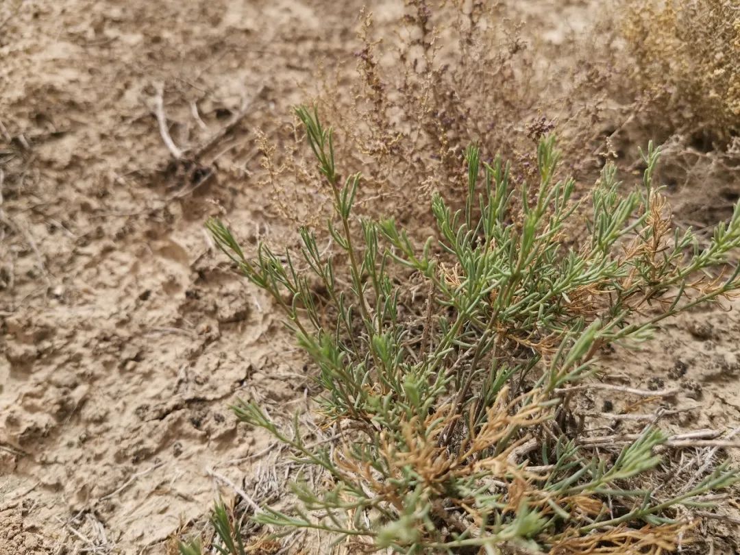 兔狲的家乡也太旱了,蛇都被晒成了干儿!休闲区蓝鸢梦想 - Www.slyday.coM 兔狲的家乡也太旱了,蛇都被晒成了干儿!休闲区蓝鸢梦想 - Www.slyday.coM