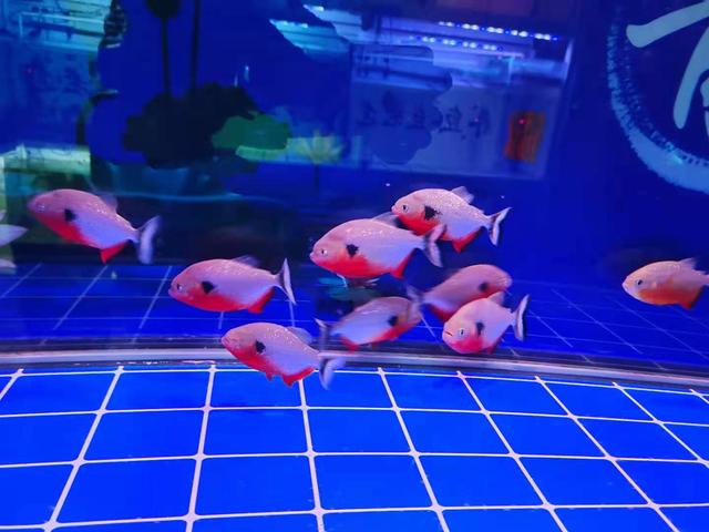 养鱼的初期、中期、后期,我们需要清理的到底是什么?休闲区蓝鸢梦想 - Www.slyday.coM 养鱼的初期、中期、后期,我们需要清理的到底是什么?休闲区蓝鸢梦想 - Www.slyday.coM