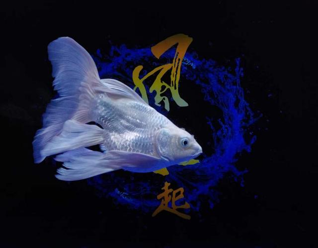 养鱼的初期、中期、后期,我们需要清理的到底是什么?休闲区蓝鸢梦想 - Www.slyday.coM 养鱼的初期、中期、后期,我们需要清理的到底是什么?休闲区蓝鸢梦想 - Www.slyday.coM