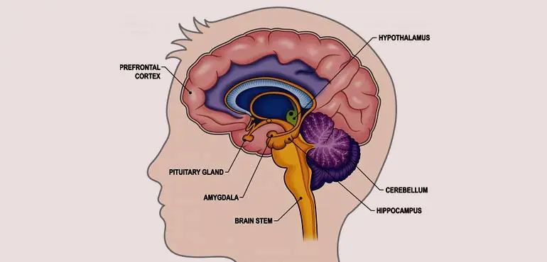 皮层放大现象:被扭曲的“小矮人图”是怎么回事?休闲区蓝鸢梦想 - Www.slyday.coM 皮层放大现象:被扭曲的“小矮人图”是怎么回事?休闲区蓝鸢梦想 - Www.slyday.coM