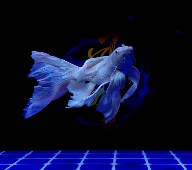 养鱼的初期、中期、后期,我们需要清理的到底是什么?休闲区蓝鸢梦想 - Www.slyday.coM 养鱼的初期、中期、后期,我们需要清理的到底是什么?休闲区蓝鸢梦想 - Www.slyday.coM