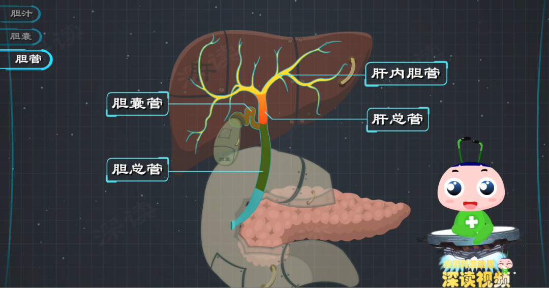 厌油恶心、腹泻、没胃口,快来看看你的胆汁是不是被胆管结石堵住了?休闲区蓝鸢梦想 - Www.slyday.coM 厌油恶心、腹泻、没胃口,快来看看你的胆汁是不是被胆管结石堵住了?休闲区蓝鸢梦想 - Www.slyday.coM