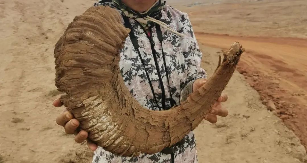 兔狲的家乡也太旱了,蛇都被晒成了干儿!休闲区蓝鸢梦想 - Www.slyday.coM 兔狲的家乡也太旱了,蛇都被晒成了干儿!休闲区蓝鸢梦想 - Www.slyday.coM