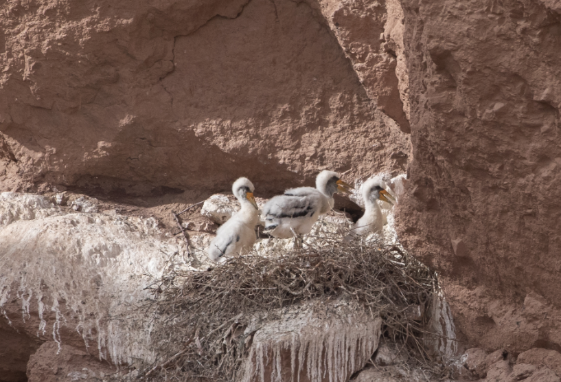 兔狲的家乡也太旱了,蛇都被晒成了干儿!休闲区蓝鸢梦想 - Www.slyday.coM 兔狲的家乡也太旱了,蛇都被晒成了干儿!休闲区蓝鸢梦想 - Www.slyday.coM