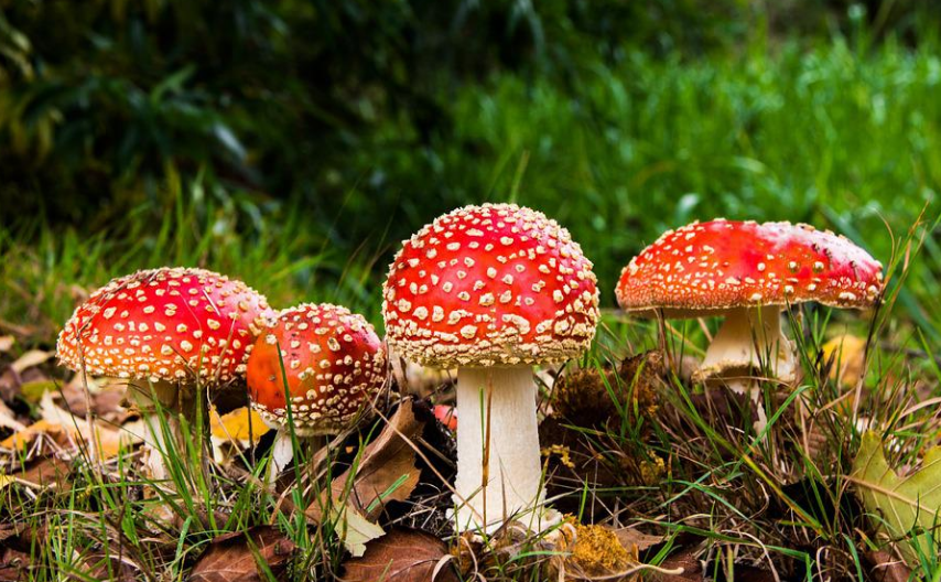 “红伞白杆”可能并不是最毒的蘑菇,真正可怕的其实是……休闲区蓝鸢梦想 - Www.slyday.coM “红伞白杆”可能并不是最毒的蘑菇,真正可怕的其实是……休闲区蓝鸢梦想 - Www.slyday.coM