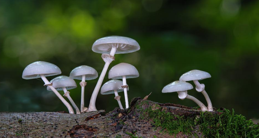 “红伞白杆”可能并不是最毒的蘑菇,真正可怕的其实是……休闲区蓝鸢梦想 - Www.slyday.coM “红伞白杆”可能并不是最毒的蘑菇,真正可怕的其实是……休闲区蓝鸢梦想 - Www.slyday.coM