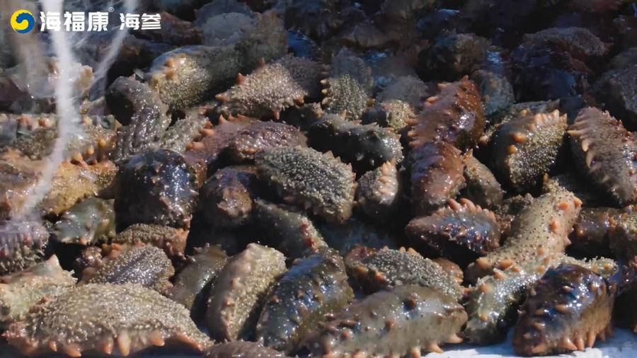 你买对了吗?好海参能泡发多大?休闲区蓝鸢梦想 - Www.slyday.coM 你买对了吗?好海参能泡发多大?休闲区蓝鸢梦想 - Www.slyday.coM