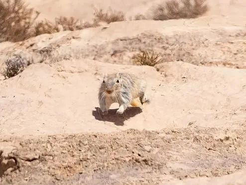 兔狲的家乡也太旱了,蛇都被晒成了干儿!休闲区蓝鸢梦想 - Www.slyday.coM 兔狲的家乡也太旱了,蛇都被晒成了干儿!休闲区蓝鸢梦想 - Www.slyday.coM