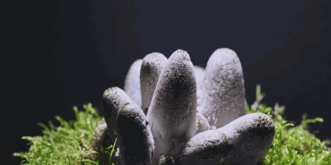 “红伞白杆”可能并不是最毒的蘑菇,真正可怕的其实是……休闲区蓝鸢梦想 - Www.slyday.coM “红伞白杆”可能并不是最毒的蘑菇,真正可怕的其实是……休闲区蓝鸢梦想 - Www.slyday.coM